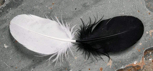 Plume blanche et noire : découvrez la symbolique de l’équilibre entre les contraires