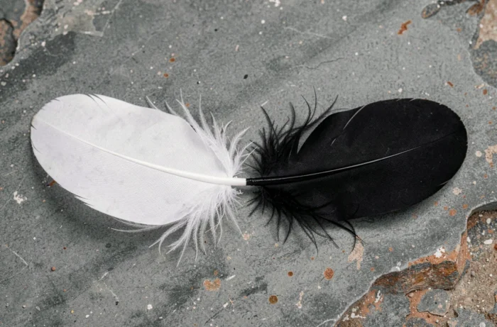 Plume blanche et plume noire posées symétriquement sur une pierre grise, symbolisant l'équilibre entre les contraires
